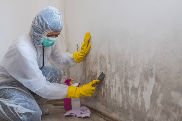 Best DIY Mold Remediation Support Services in Dunnigan, CA