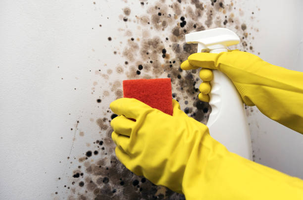 Best Bathroom Mold Remediation in Dunnigan, CA