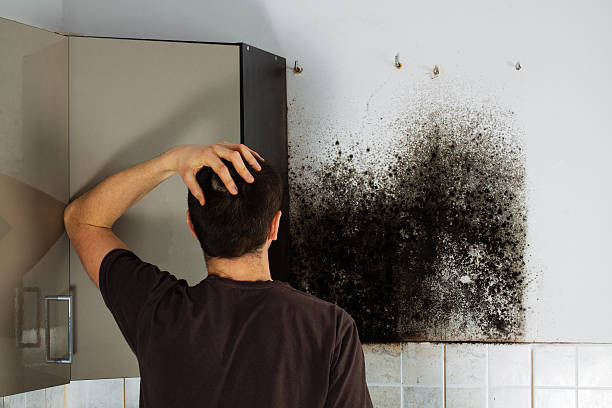 Best Emergency Mold Remediation in Dunnigan, CA