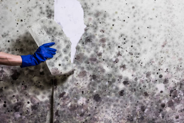 Best Preventive Mold Services in Dunnigan, CA