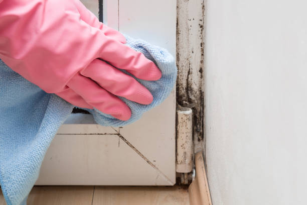 Best Industrial Mold Remediation in Dunnigan, CA
